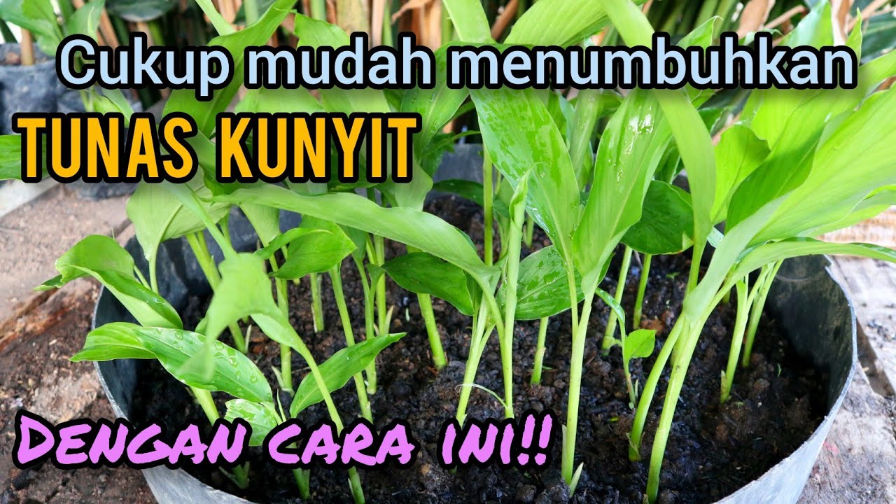 Cara paling mudah/gampang menumbuhkan tunas kunyit dalam hitungan minggu