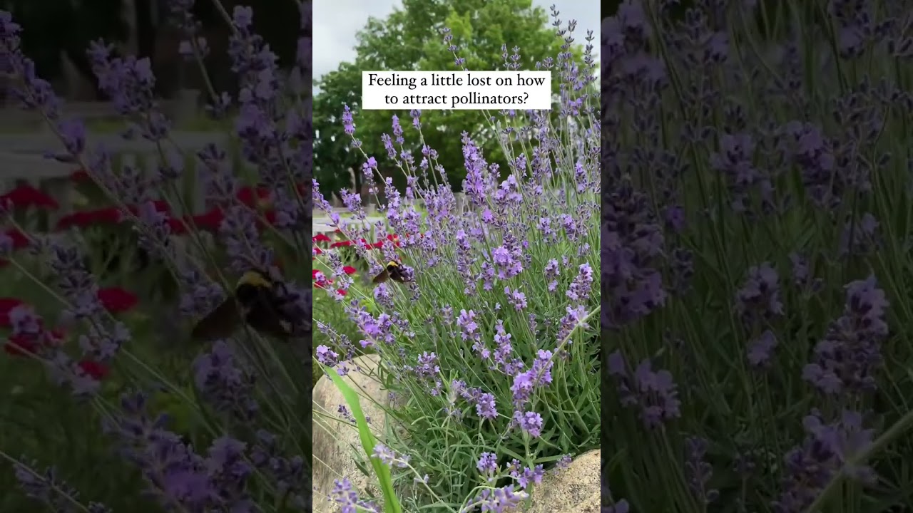 Attract Pollinators With These Flowers #organic #pollinators #pollinatorfriendly #flowers