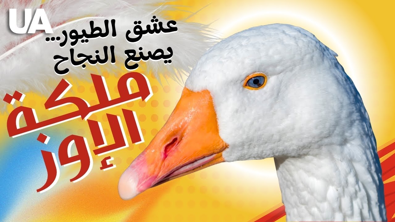 نساء الأوز والدواجن… قصة نجاح ريفية من قلب أوكرانيا