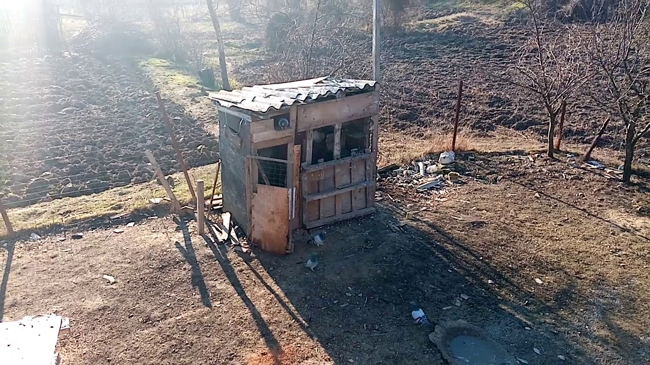 Se împerechează porumbei!!