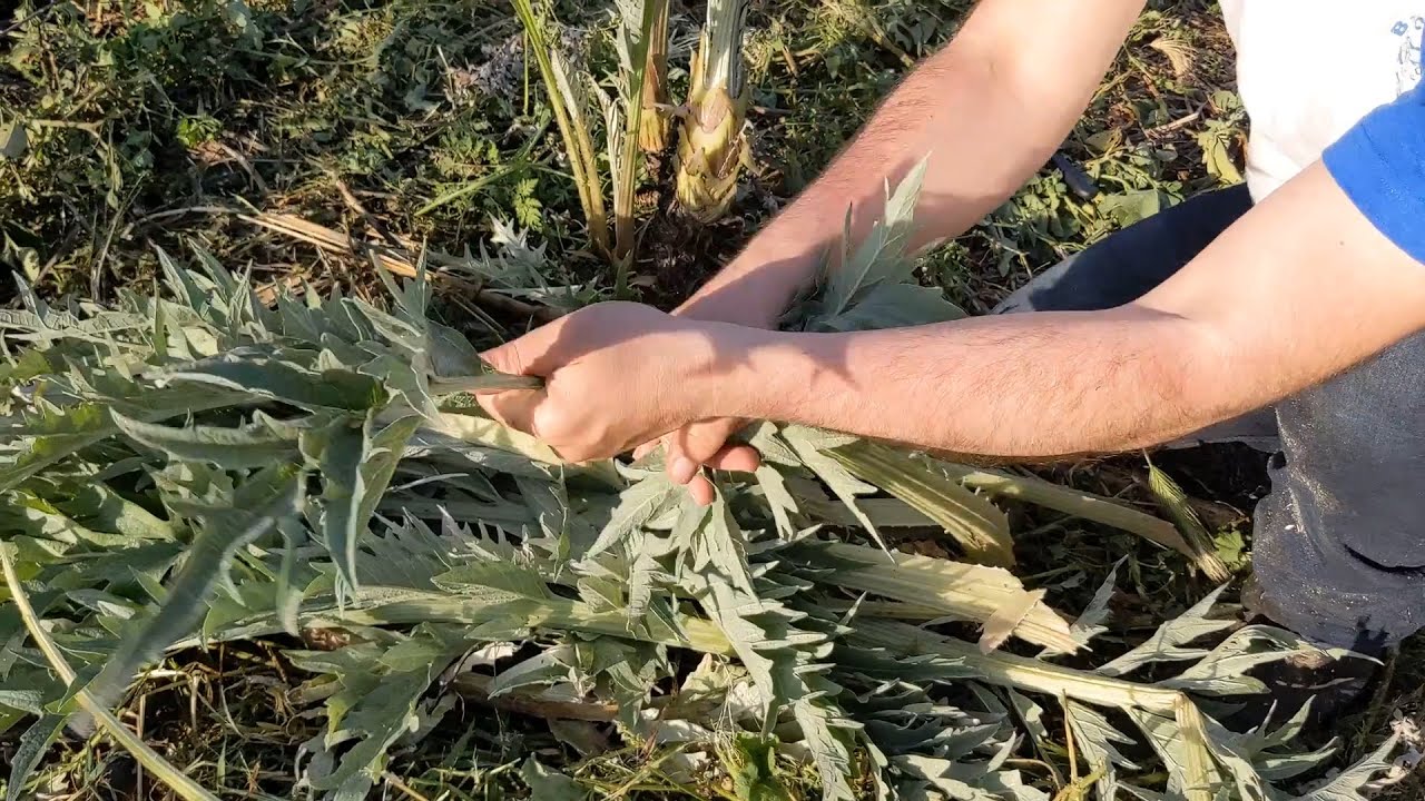 Cómo recolectar pencas