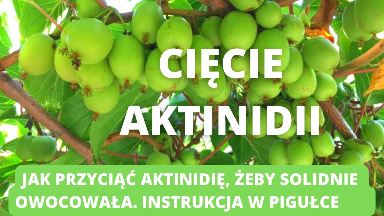 Aktinidia. Jak ciąć aktinidię