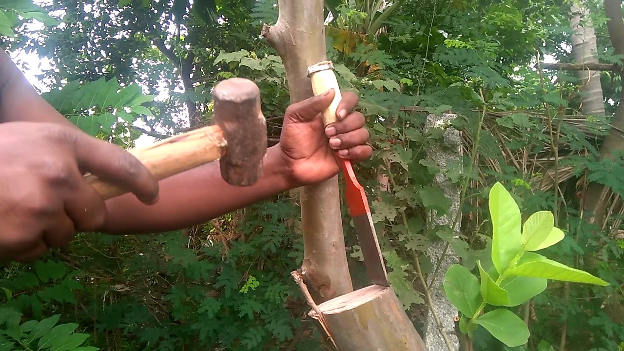 three different variety guava grafting || New Green World