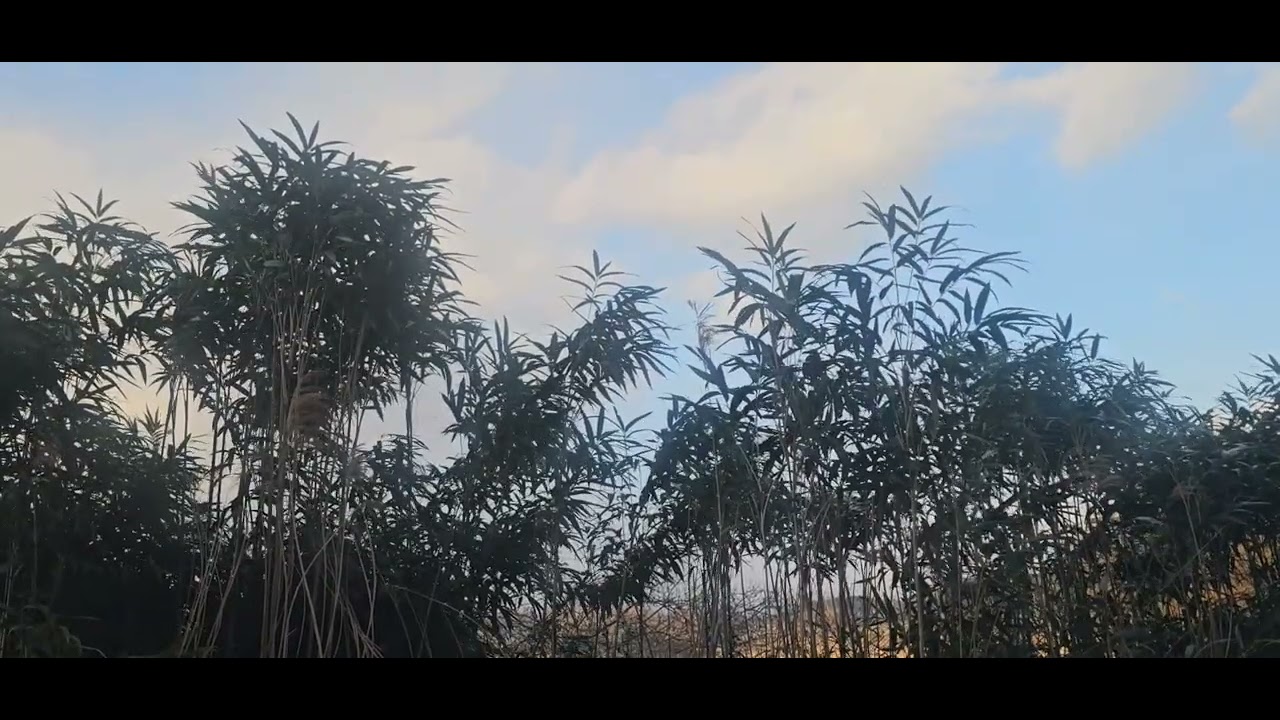 시누대가 바람을 만나면 사각사각 숨결을 풀어내며 하늘을 향해 몸을 흔듭니다.