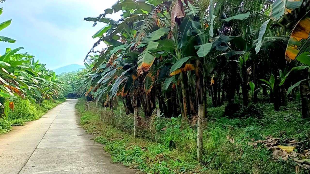 FARM LOT FOR SALE (PROPERTY #104) 1.5 HECTARE, CALAUAN, LAGUNA
