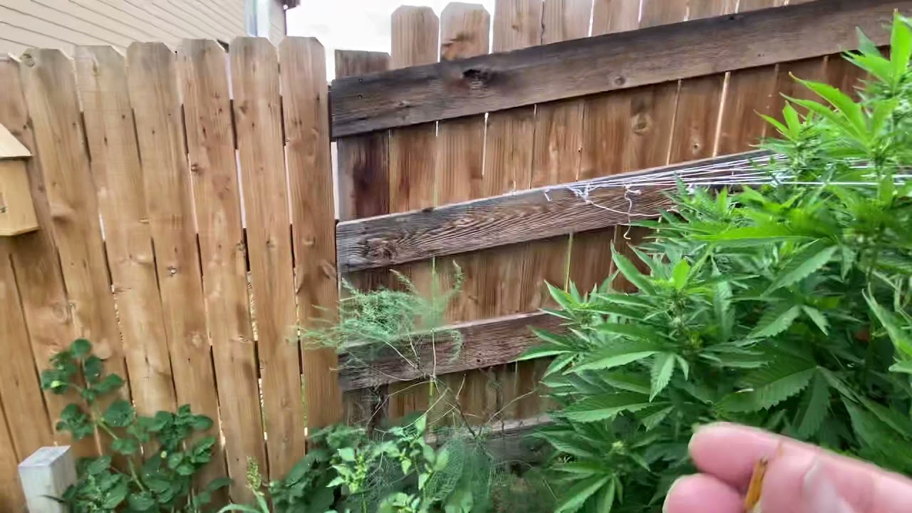 Colorado Cannabis outdoor grow pt 5