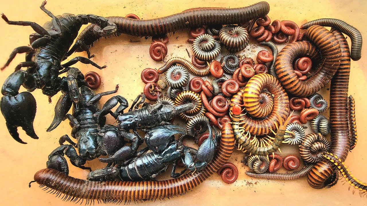 White millipede and  red Millipede, black Millipedes, Scorpion ,Spotted. 