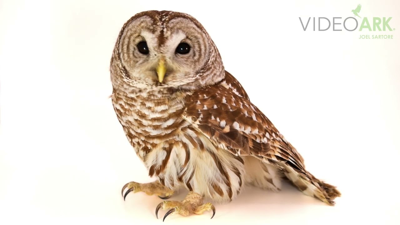 A northern barred owl (Strix varia varia) at Raptor Conservation Alliance in Elmwood, Nebraska.
