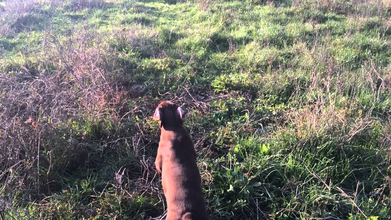Arca De Itihue, 3 meses mostrando perdiz.