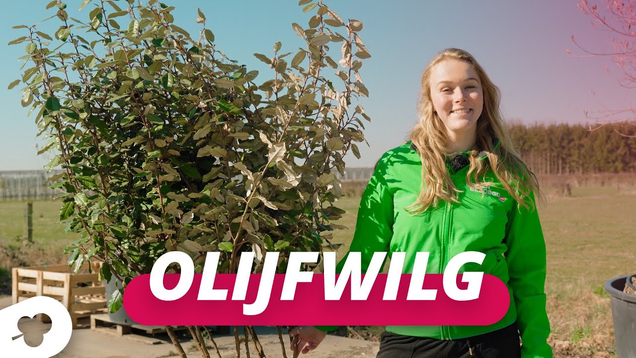 De olijfwilg meerstammig! | BOMENTA(L)K #129