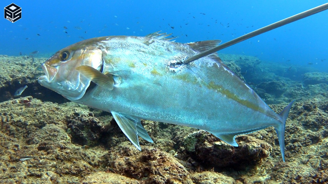 PESCASUB Sardegna Pesci e Polpi Pesca Subacquea con DRONE CHASING SPEARFISHING