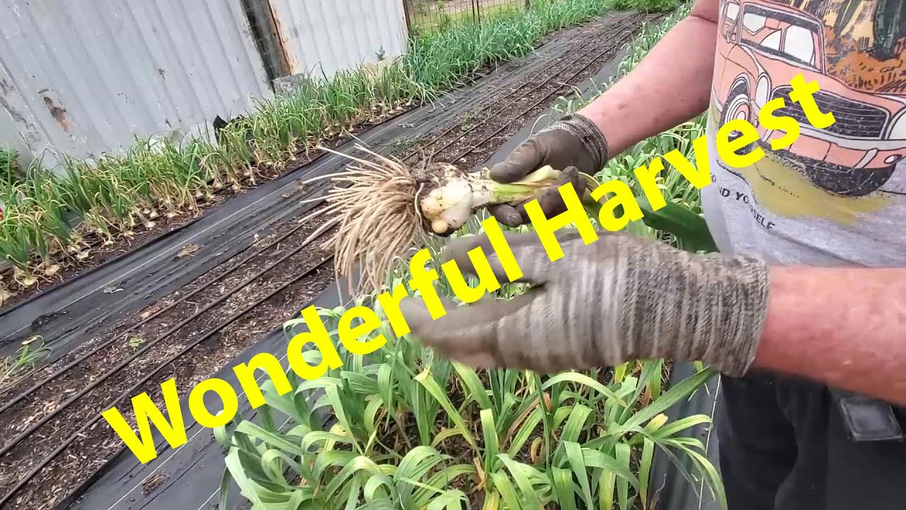 Harvesting And Curing Elephant Garlic