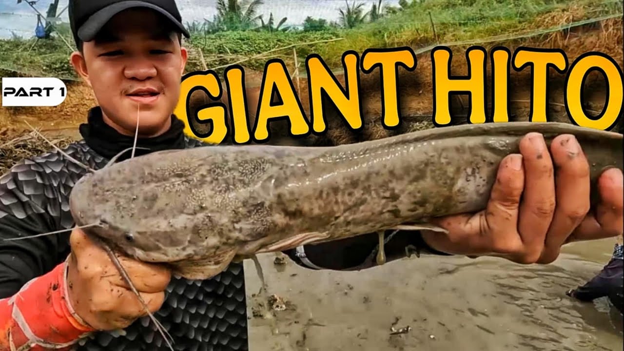 P1 - Nagharvest Kami ng mga Dambuhalang Hito - EP1646