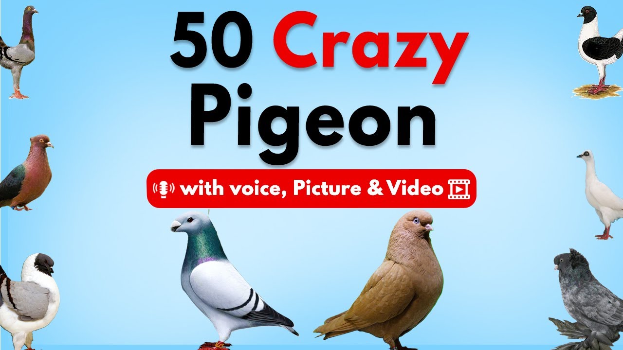 Top 50 Amazing Pigeon Species 🕊️ | Learn All Types of Pigeons with Voice, Pictures & Video