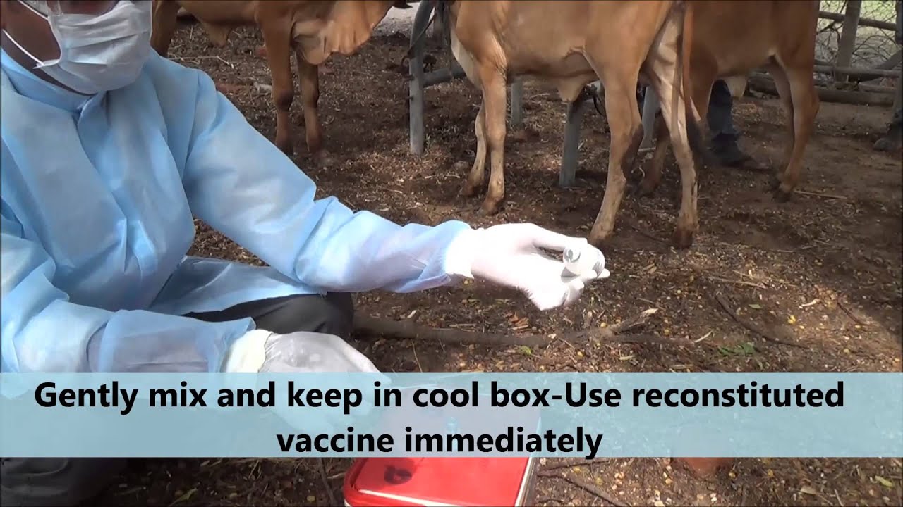 Brucella Vaccination SOP