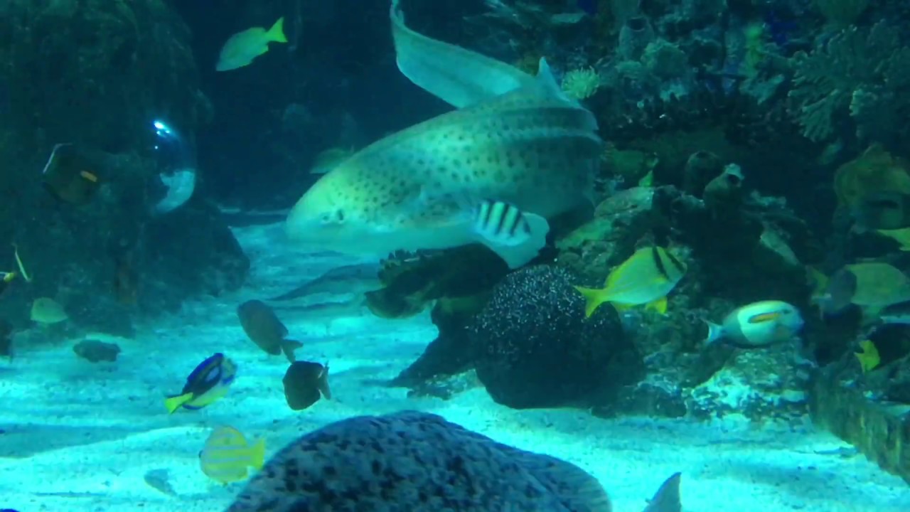 Zebra Shark Laying Eggs