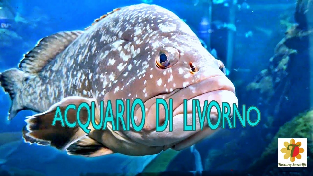Acquario di Livorno - un modo di ravvicinarsi al mondo marino