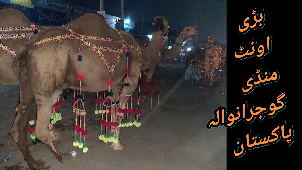 Camel Market / Mandi Gujranwala Pakistan|Camel Mandi 2021|Largest Camel Market|White Camel For Sale