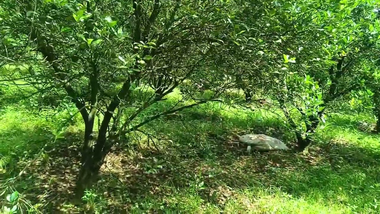 CALAMANSI monitoring sa penaranda Nueva ecija