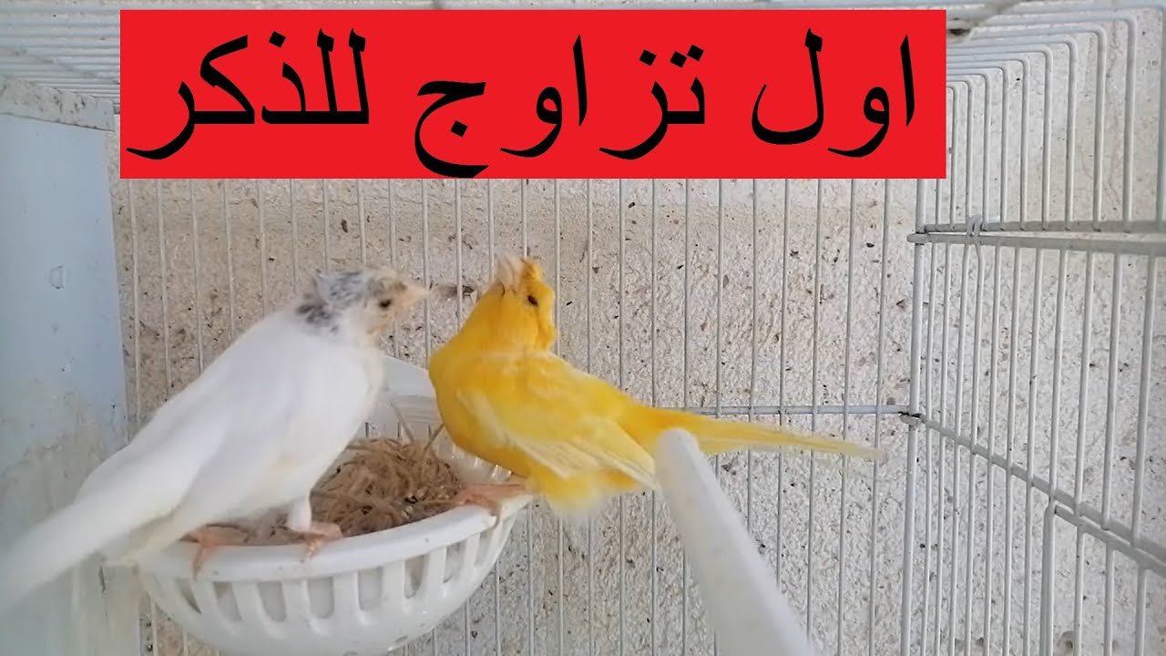 تزاوج كناري تكبيس و تلقيح