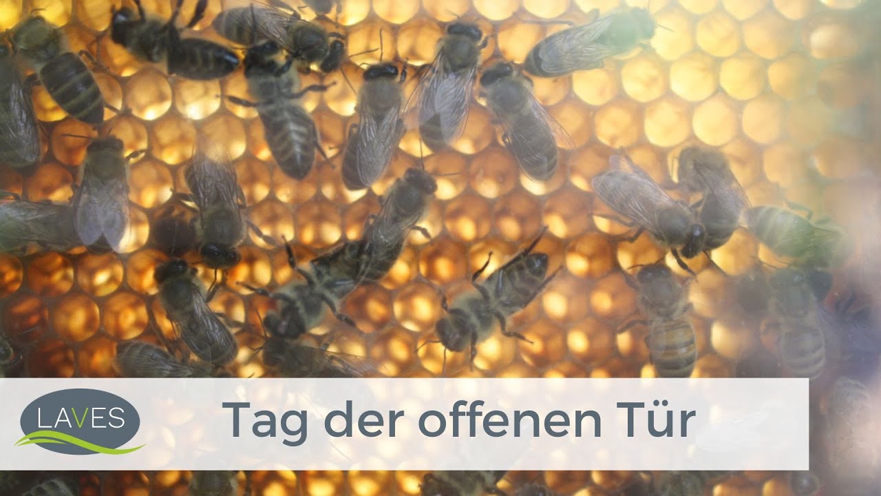 Tag der offenen Tür am LAVES Bieneninstitut Celle