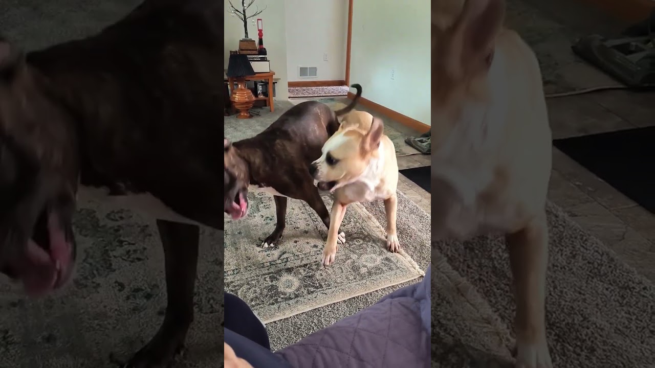 female pits 2 years in, foster fail on the black one ❤️