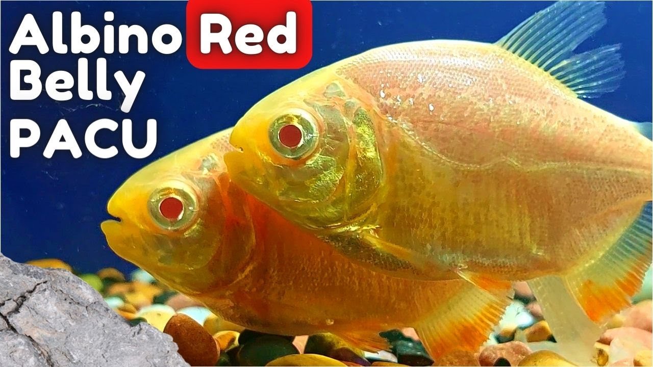 Albino Red-Bellied Pacu | Care Guide | Aquarium Giants Unveiled | (Piaractus brachypomus)