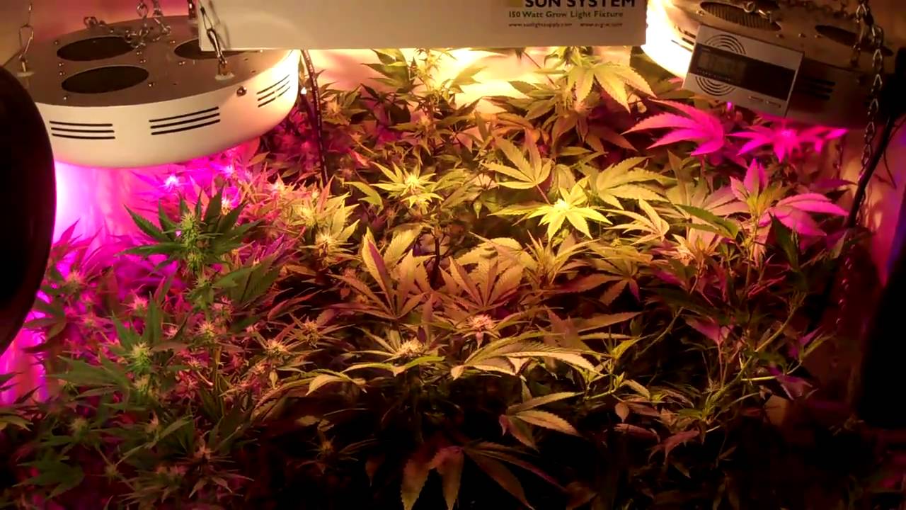 21 Days into My Purple Kush and Grand Daddy purple flower cycle. By SACKHEAD420