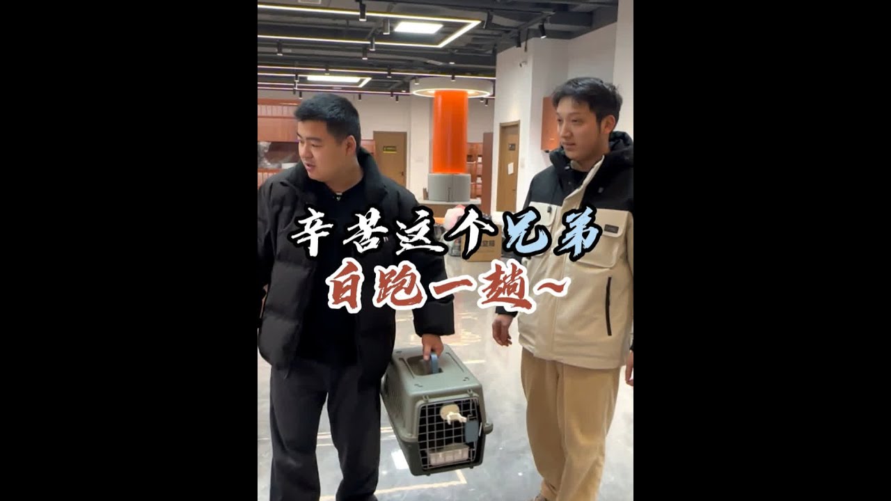 谢谢大哥跑过来 买卖不成仁义在~#壮实说猫 #缅因猫
