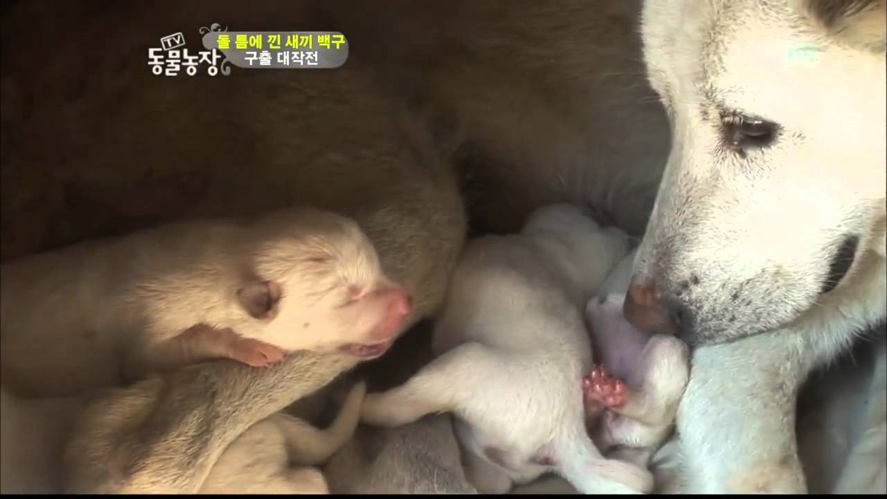 TV 동물농장 백구 박쥐 새끼늑대5남매 길조의상징 흰제비(520회)_04