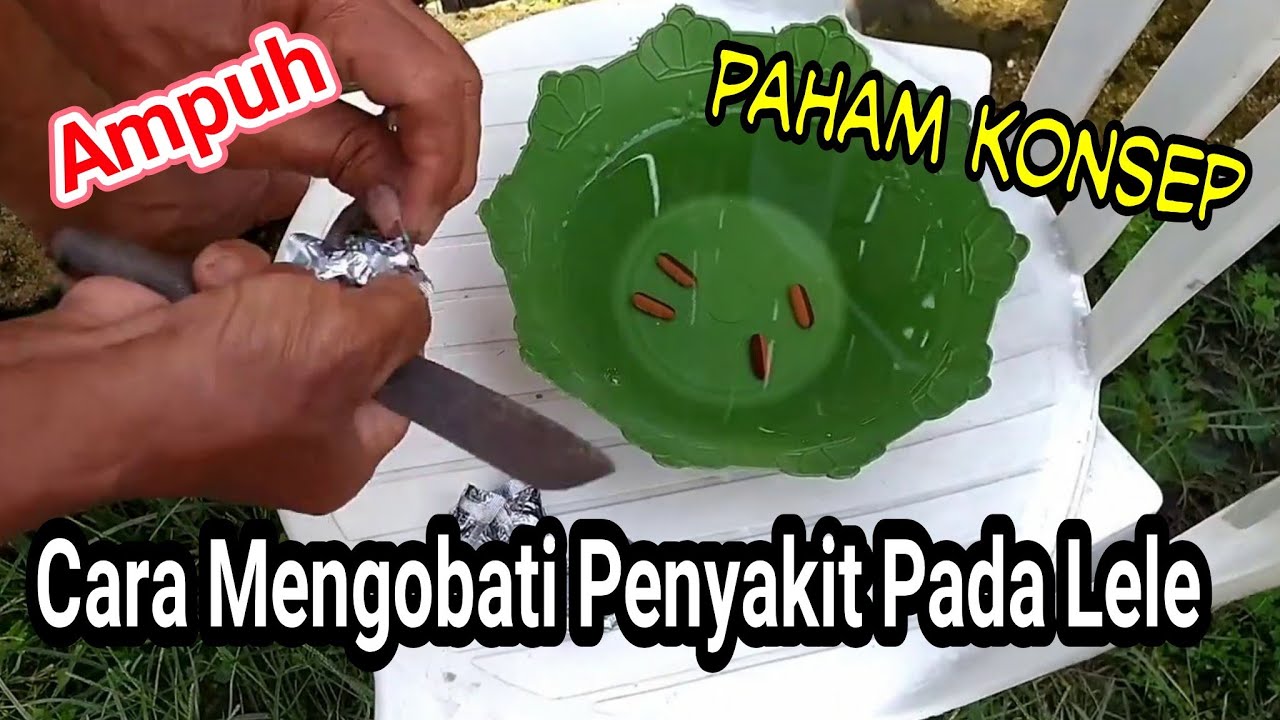 Cara Mengobati Jamur dan Cacar Pada Ikan Lele || Mengobati Penyakit Lele