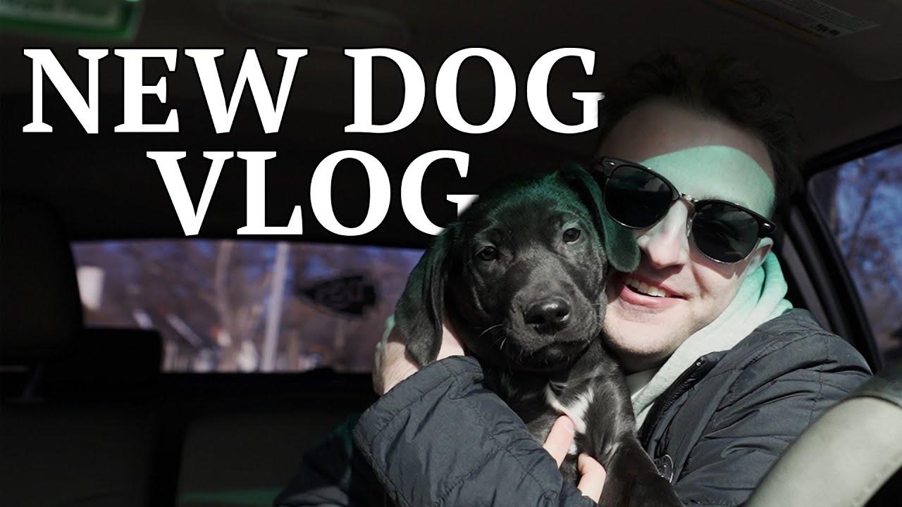 I Got a Dog!! | Adoption Process of a Black Lab/Mastiff