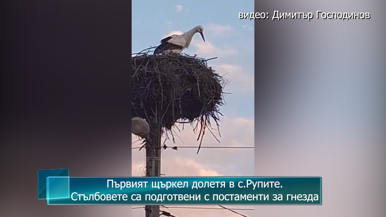 Първият щъркел долетя в с.Рупите. Стълбовете са подготвени с постаменти за гнезда