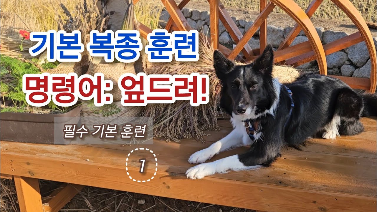 강아지 필수 기본훈련 3대 명령 중 하나, 