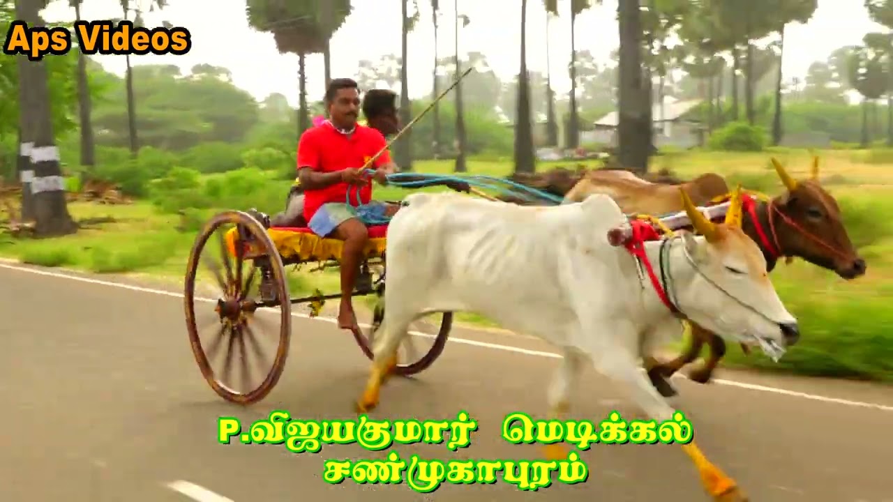 ராஜா எப்போதுமே ராஜா தான் | P.Vijayakumar medical | shanmugapuram | @apsvideos7285