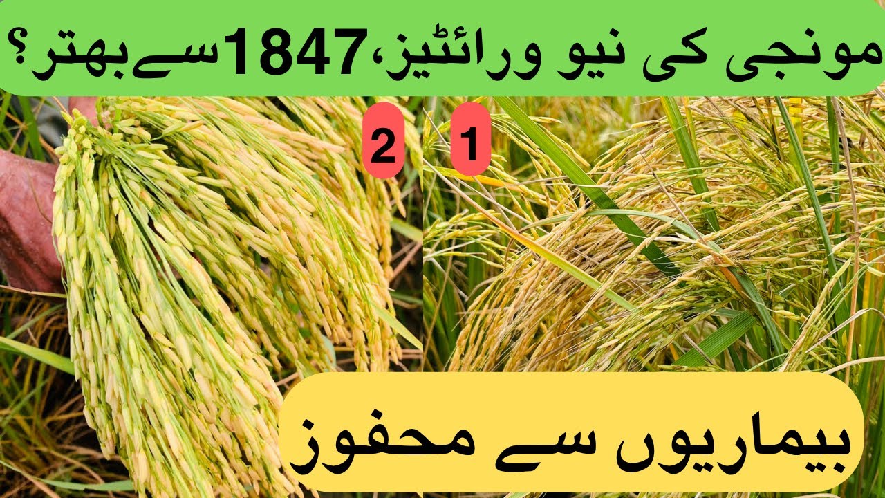 2 New Rice Verities 2025 | New varieties of Monji, better than 1847? | #agriculturetips