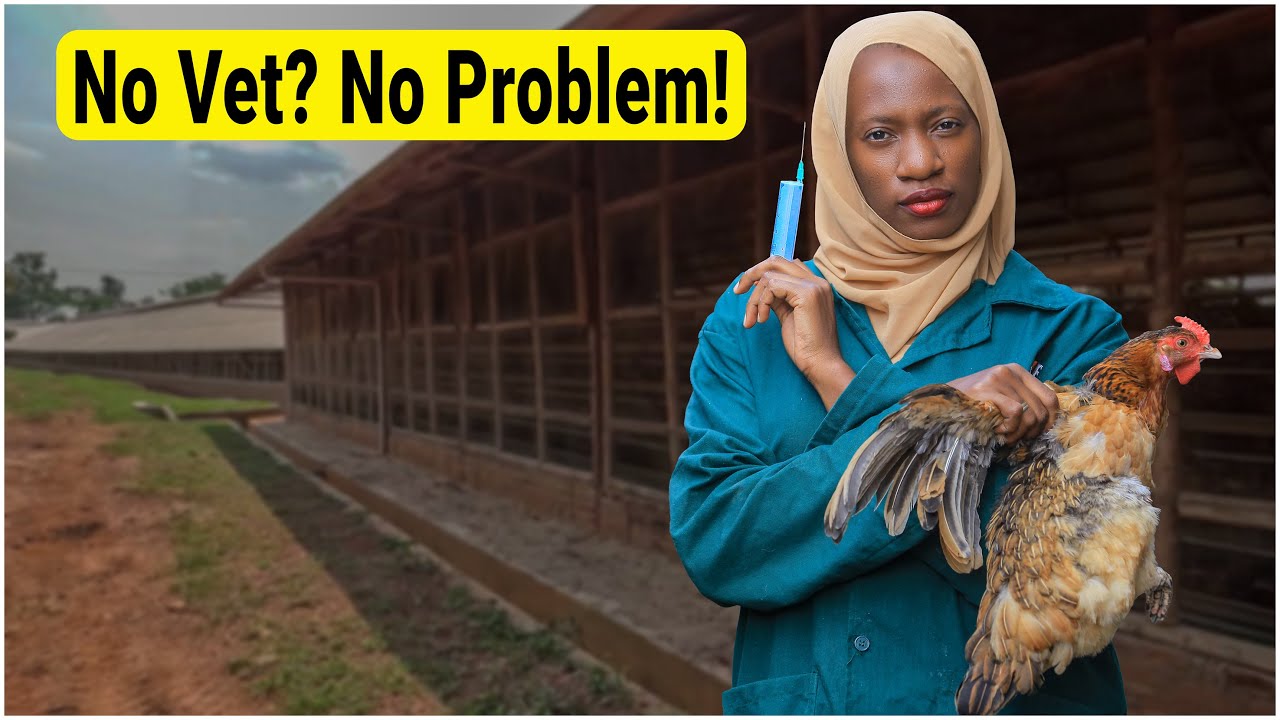 How to Vaccinate Chickens Against Fowl Typhoid – Step by Step
