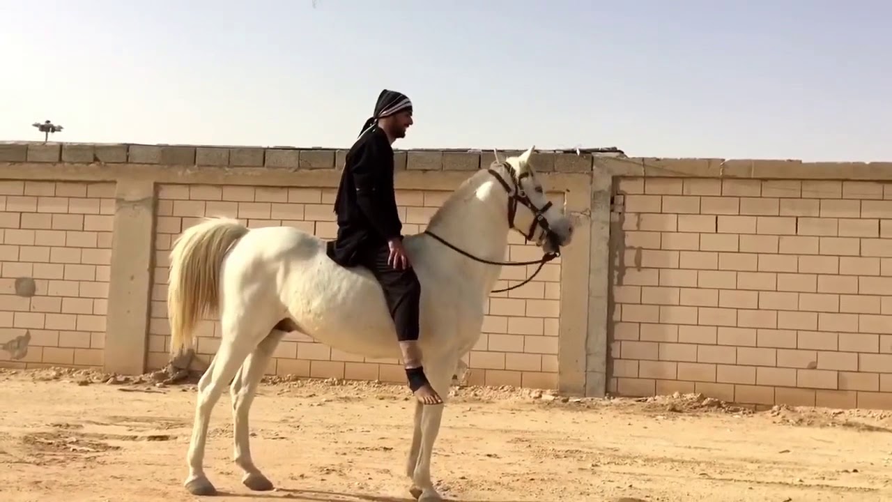 التحكم التام والسيطرة المطلقة على سرعة الخيل بأمر الله / احمد الحقيل