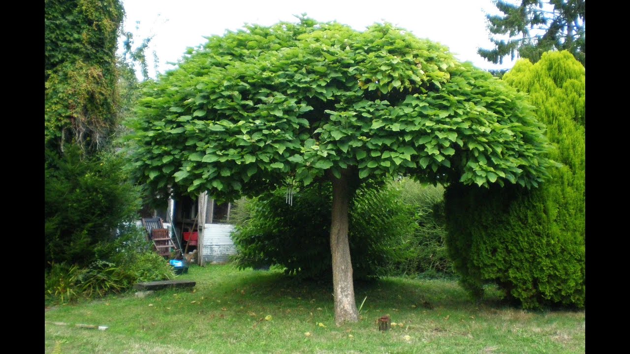 КАТАЛЬПА,   Catalpa Tree. ПРИВИВАТЬ ИЛИ СТРИЧЬ КАТАЛЬПУ.  В чём разница?