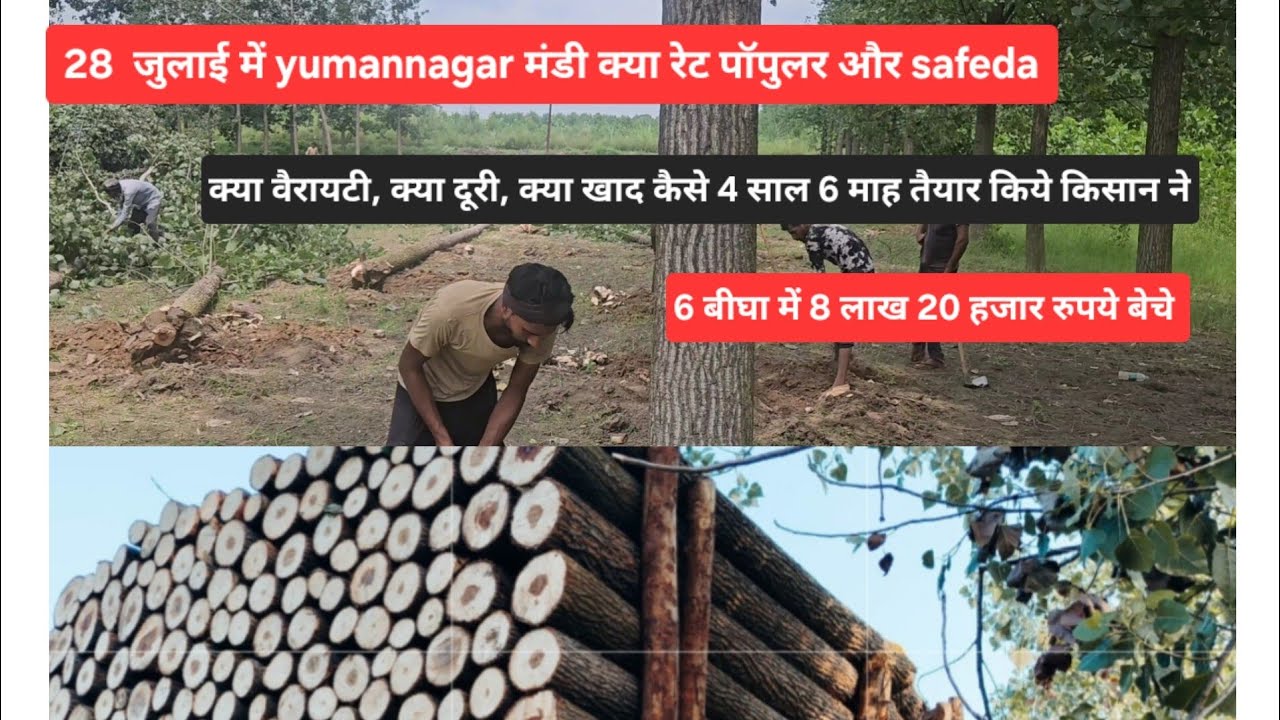 पॉपुलर और safeda क्या रेट, 6 बीघा में 8 लाख बेचे किसान ने 220 पेड़ 4 साल 6 माह में तैयार किए कैसे,