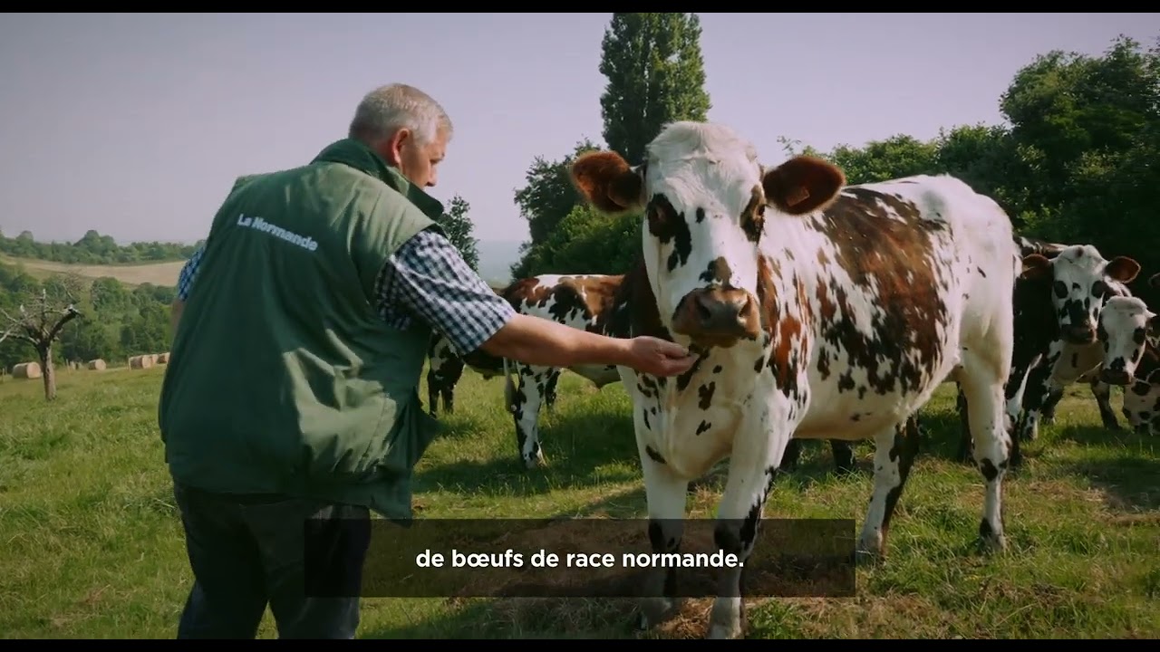 Le Bœuf Normand : certifié Spécialité Traditionnelle Garantie !