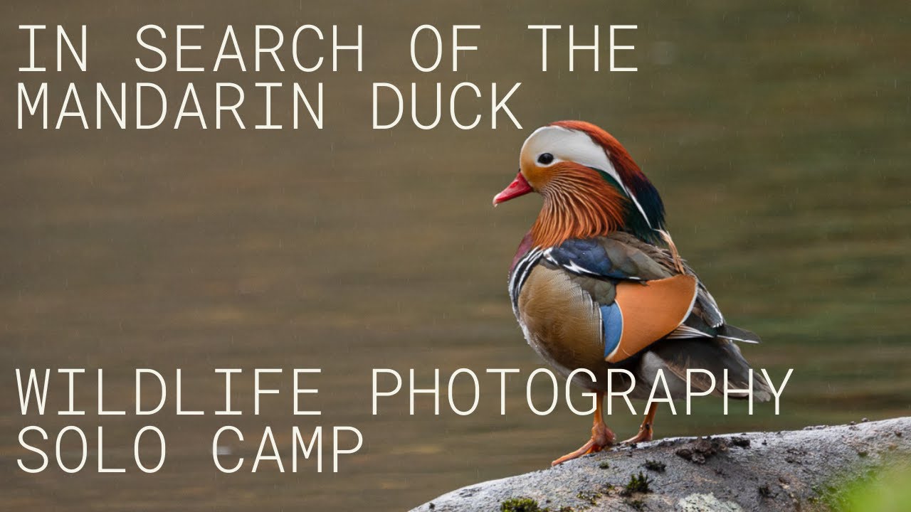 Bird Photography Solo Camp in search of the Mandarin Duck