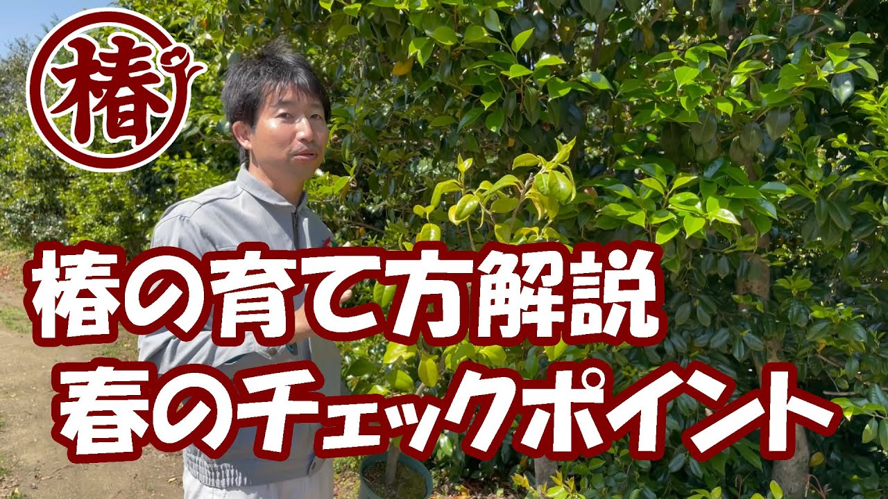 椿の育て方・管理　春のチェックポイント♪