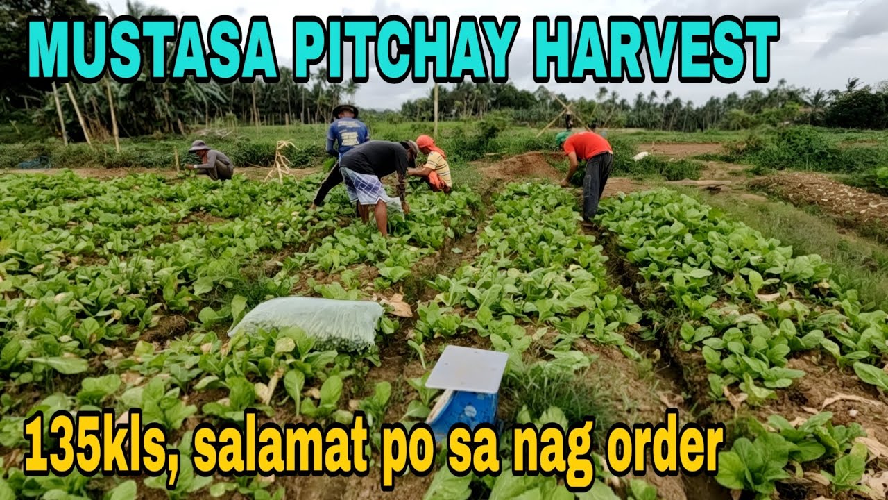 Mustasa harvest