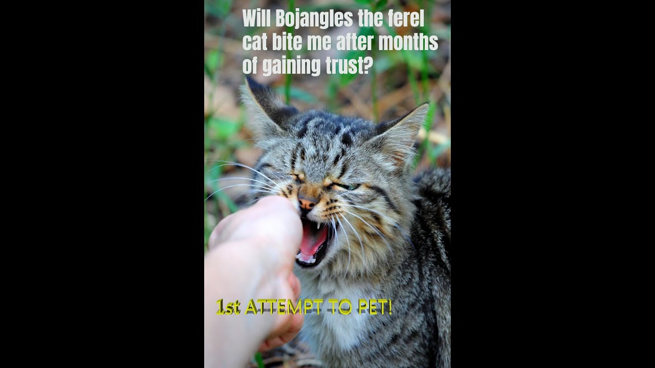 Attempt to pet a feral cat!