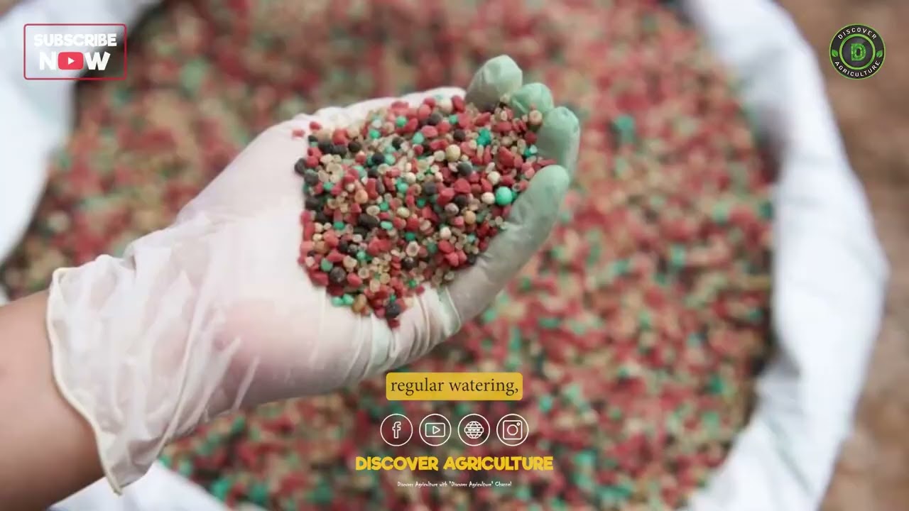 🍎🍏Apple Farming Process | How Apples Grow on Trees 🍀🌿