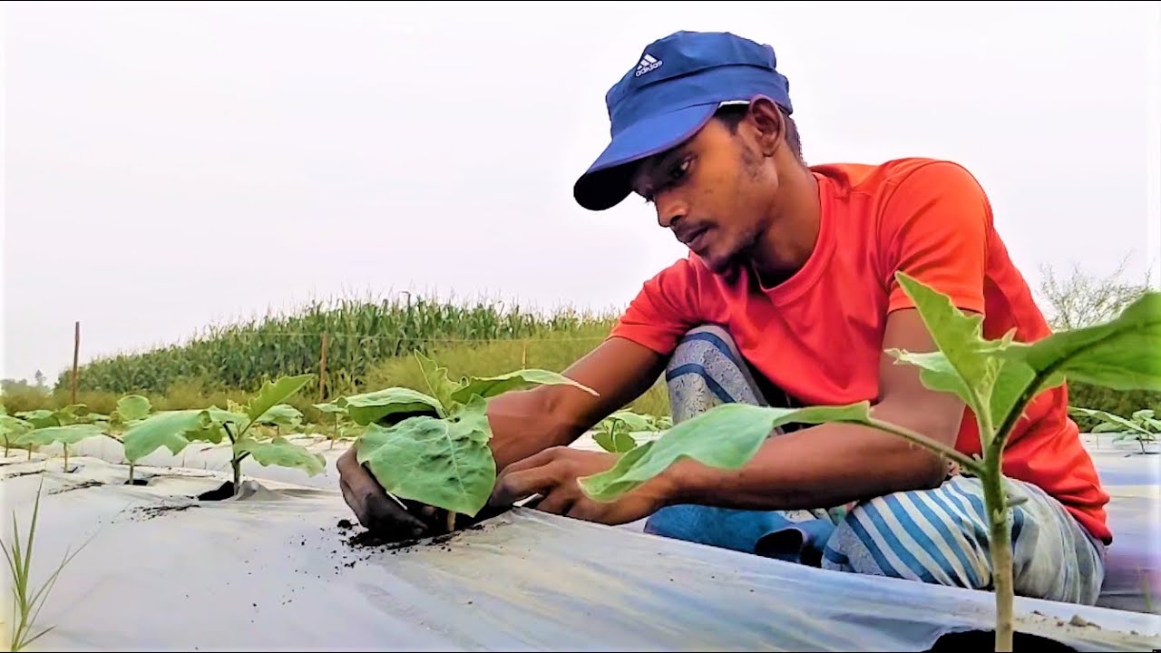 মালচিং পদ্ধতির জমিতে কিভাবে ব্রাঞ্চ ভেঙে দিবেন এবং সঠিক নিয়মে জৈব সার দিবেন  | পর্ব দ্বিতীয়