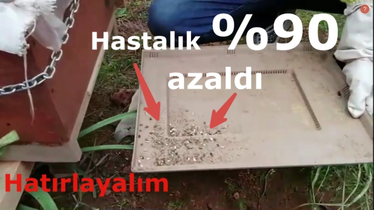 Arı kovanında kireç hastalığı  %90 azaldı. 15 çıta arı 6 çıtaya düştü.