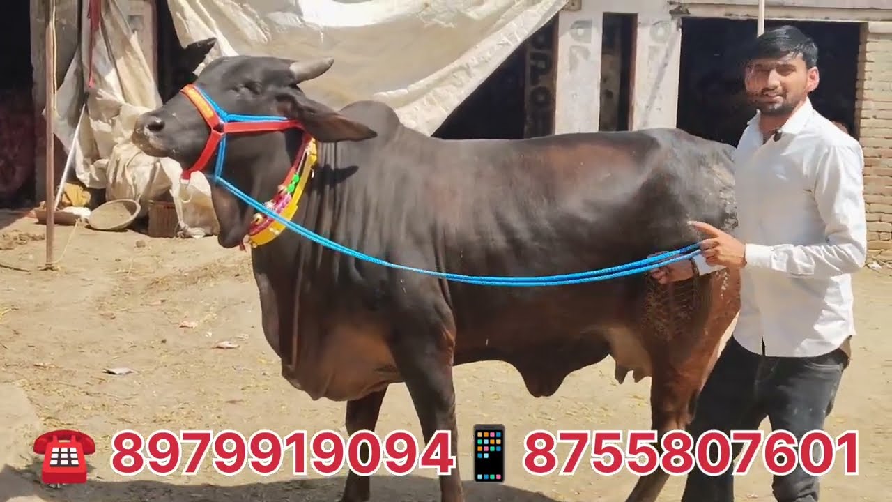 Cow dairy farm | Sahiwal hf cow  | 14 से 20 लीटर दूध वाली टॉप की गाय, Yash Dairy form Mathura 