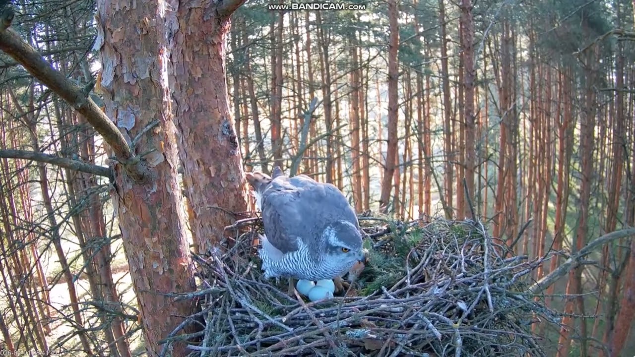 Jastrząb zwyczajny Kanakull Estonia -  zmiana, Alla & Ruudi & 🥚🥚🥚2026 04 01